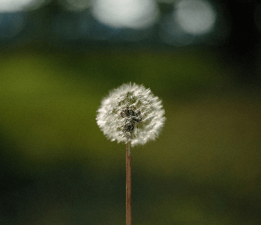 Close-up of a dandelion weed