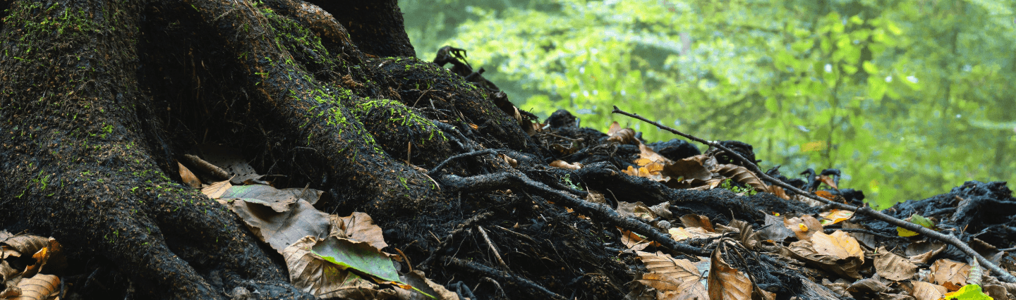Roots of a tree with dried leaves around them