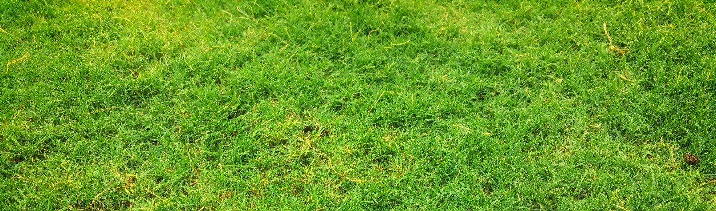 Close-up of lawn grass