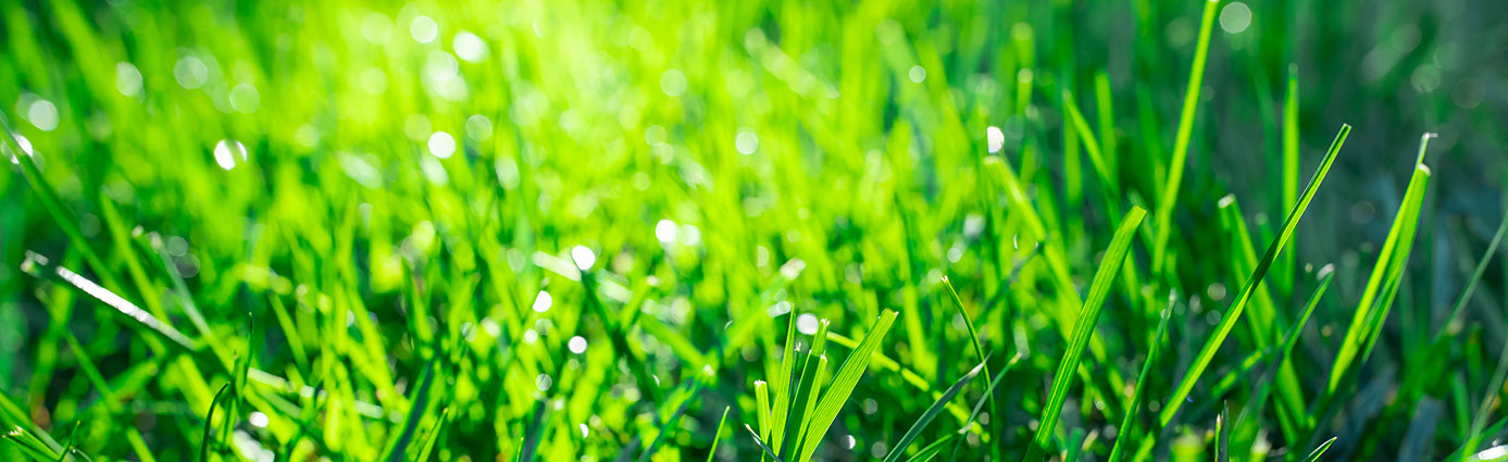 close up of green lawn