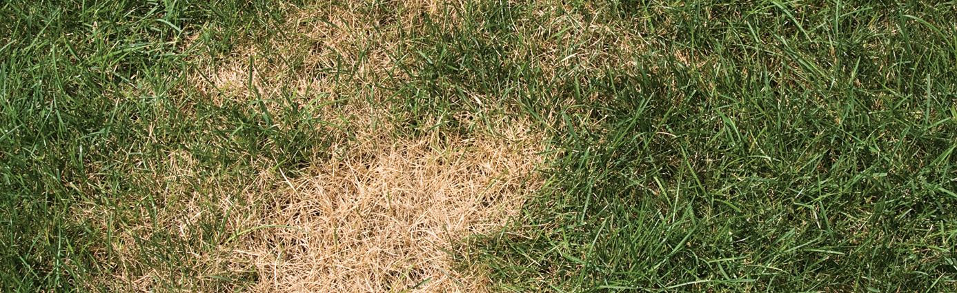 Close-up of brown patch disease on a lawn