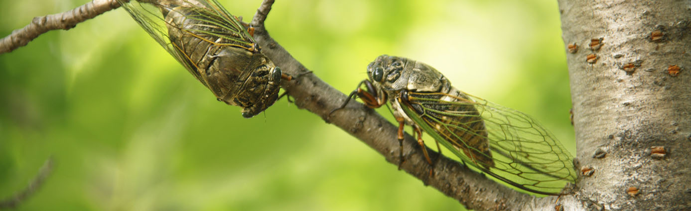 2024’s Big Buzz: Preparing Your Yard for the Cicadas  Image