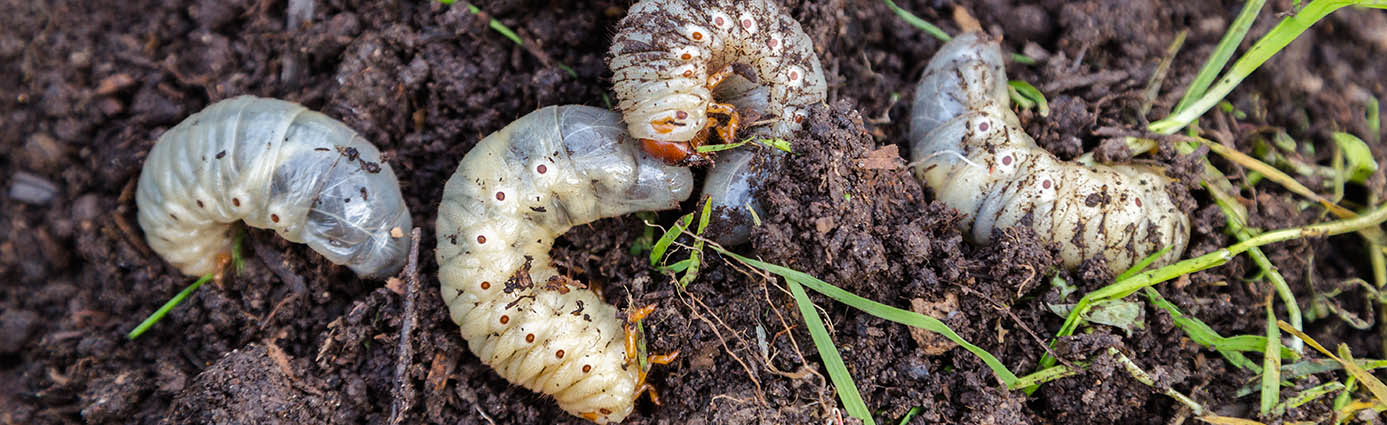 3 Signs You May Have Grubs in Your Lawn Image