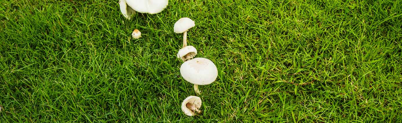 Mushrooms on lawn