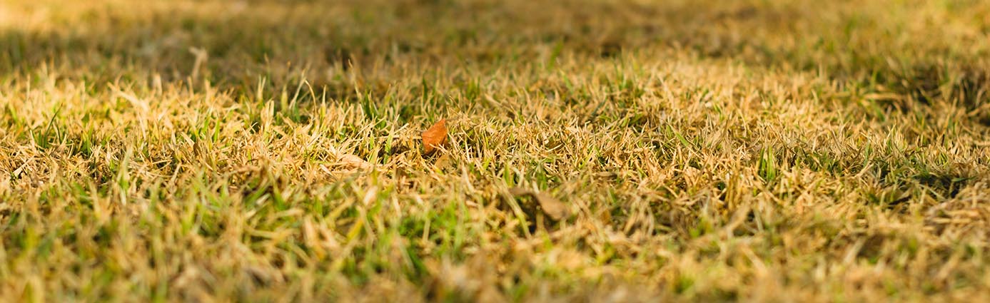 Lawn under drought stress