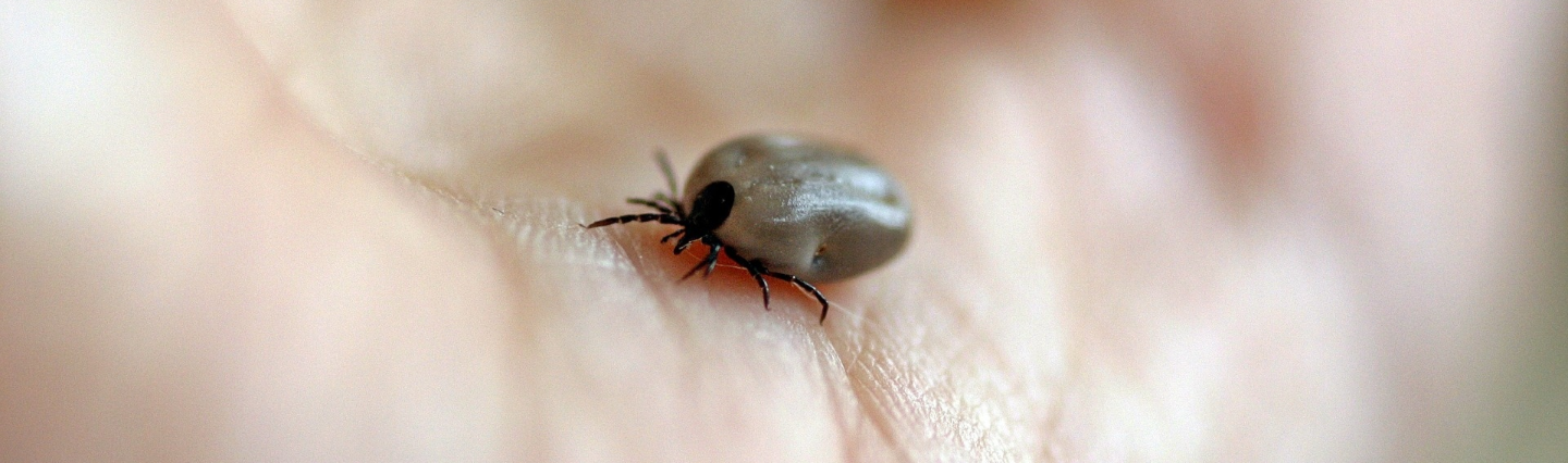 A tick in the palm of someone's hand