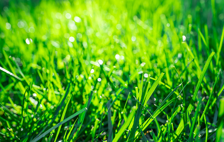 close up of green lawn