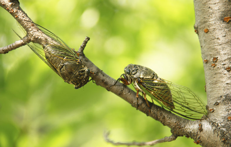 Cicadas on a limb