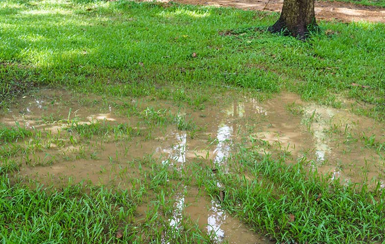 Drainage issue on a lawn