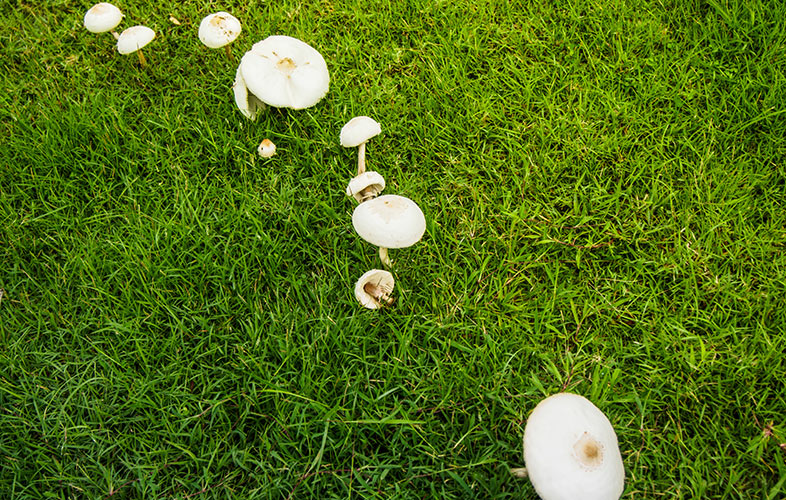 What Causes Lawn Mushrooms and Are They a Problem?