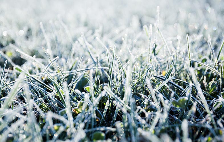 Winter Lawn Damage: Protecting Your Lawn from Extreme Winter Weather