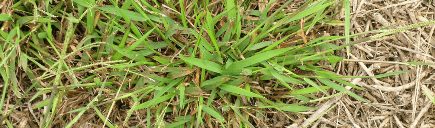 Close-up of crabgrass