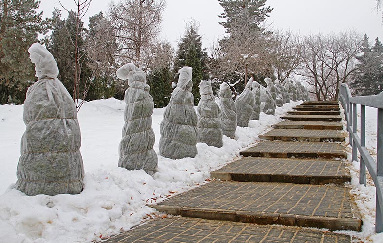 Shrubs covered for the winter