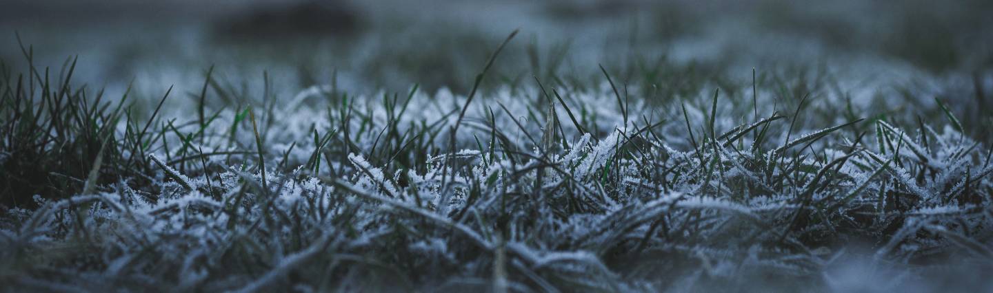 Snow on lawn