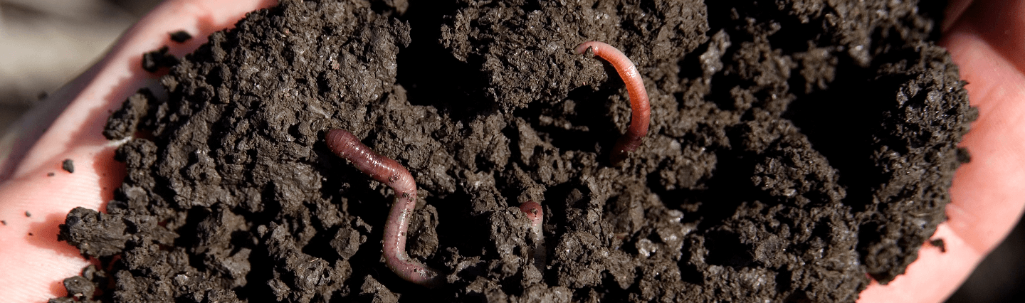 Close-up of a hand holding dirt with a worm in it